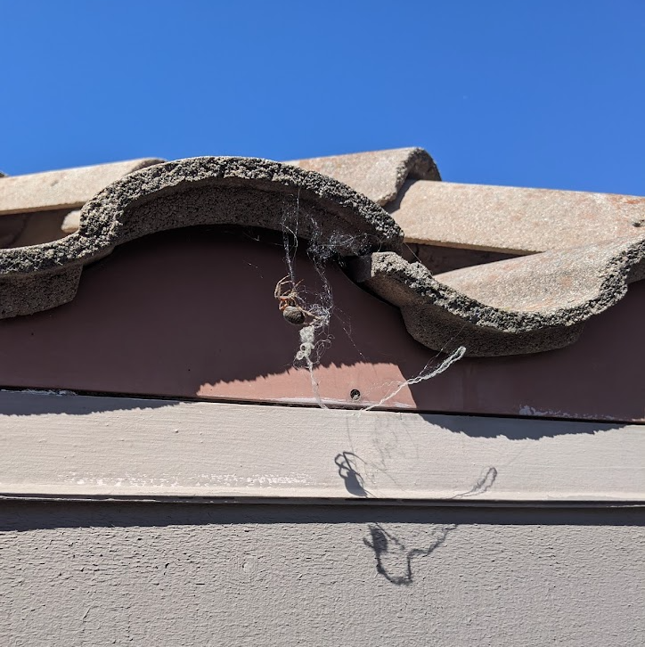 Spiderweb Removal by PatioMaid in San Diego